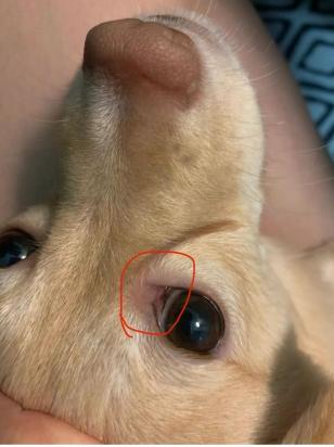狗狗眼睛里有一层像膜一样的东西怎么办啊