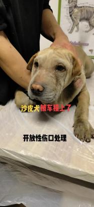 狗狗被车撞了一般几天恢复-图1