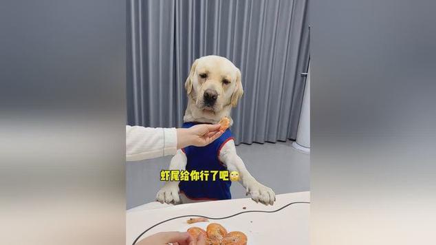 狗狗能吃虾肉吗
