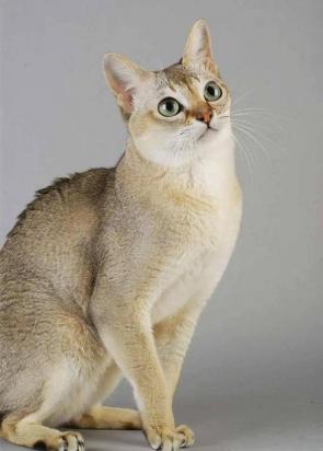 5个月的新加坡猫好养活吗-图1