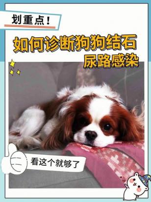 狗狗拉尿地方红肿怎么办-图1