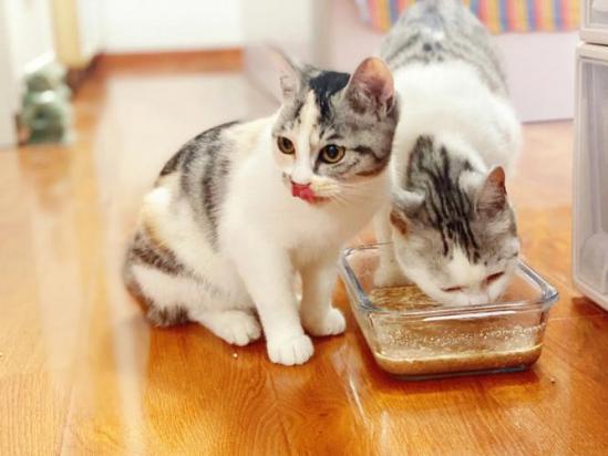 接受人家送的猫好不好-图1