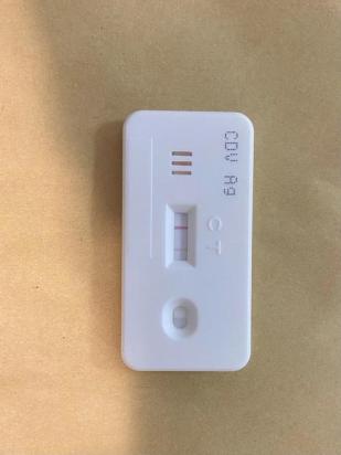 狗狗细小试纸怎么看啊-图1