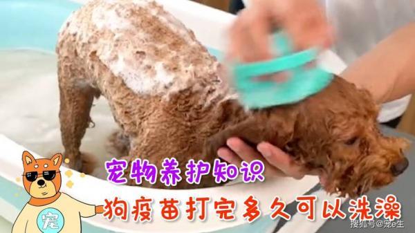 狗打疫苗之前可以洗澡么-图1