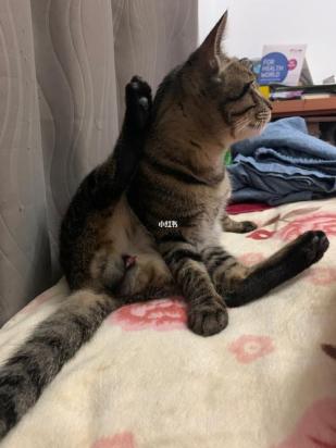 绝育的公猫还有骑射行为-图1
