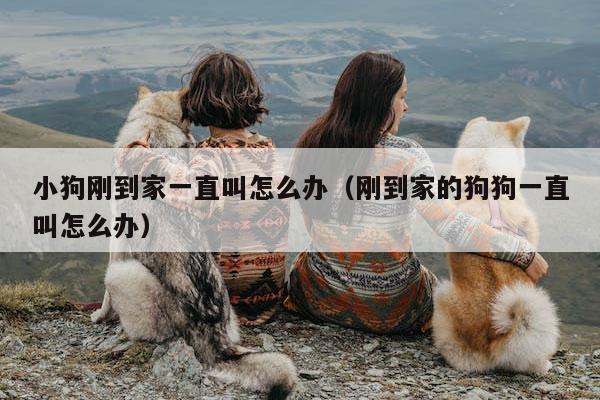 狗狗新家一直叫如何快速止住-1