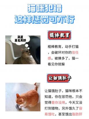 猫犯错打了它有用吗-图1