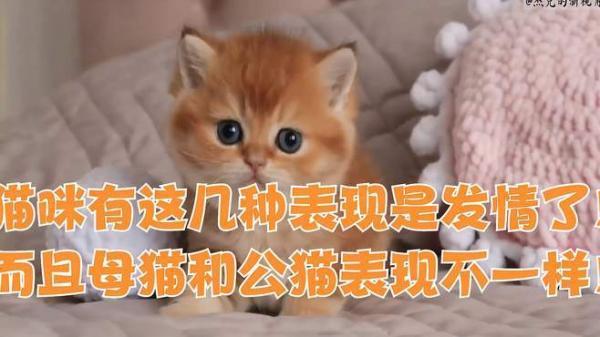 猫发情多长时间