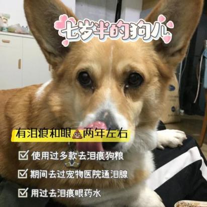 狗狗泪痕能去掉吗怎么去除-图1