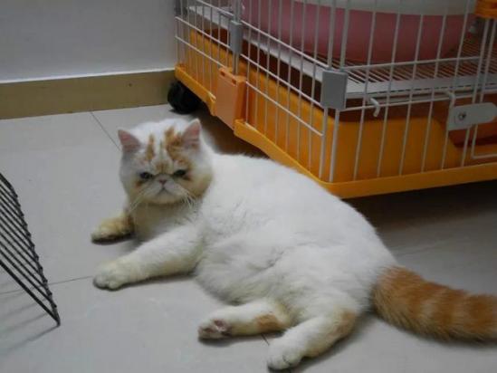 5个月的异国短毛猫好养活吗-图1