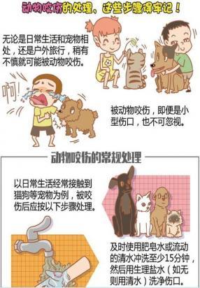 狗狗咬人怎么办-图1