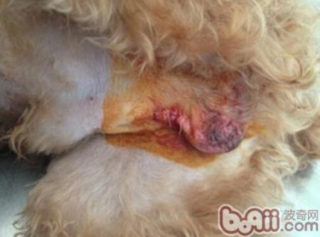 狗狗绝育是切除什么部位-图1