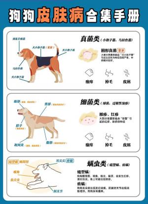 狗皮癣是什么原因引起的呢-图1