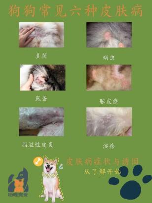 狗狗皮肤真菌感染怎么办啊-图1