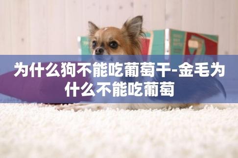 狗狗吃了葡萄怎么办多久会有反应