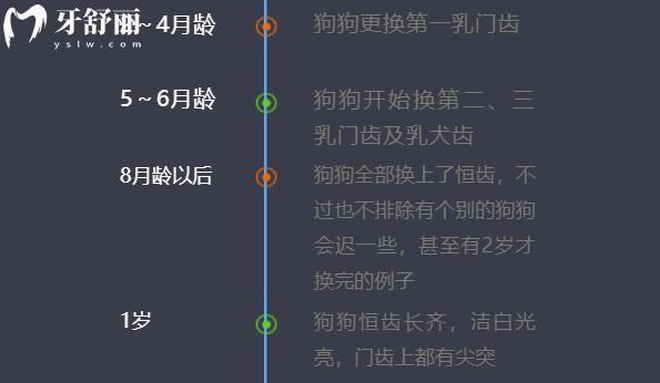 老年狗掉牙从哪开始掉-图1