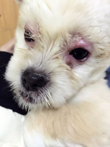 狗狗患了犬眼线虫症状有哪些-图1