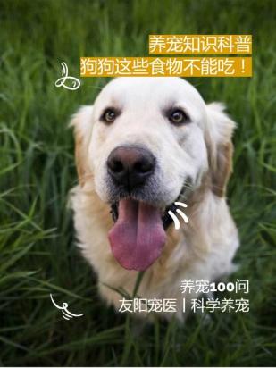 狗狗不吃不拉没精神怎么办-图1