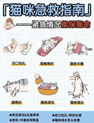 猫发高烧了怎么紧急处理-图1