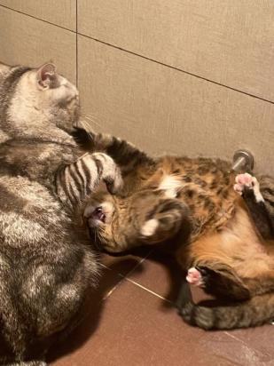 家里猫打架怎么办-图1
