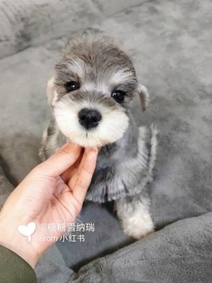 雪纳瑞呼哧呼哧的像哮喘是怎么回事-图1