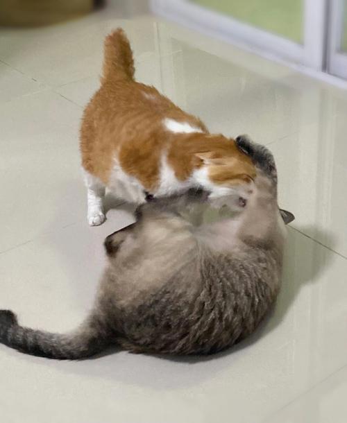 猫犯错被打吓尿了有事吗-图1