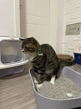 家里有猫臭味怎么消除-图1