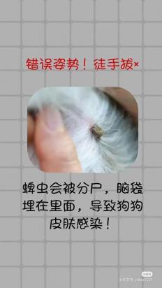 狗生蜱虫怎么办严重吗