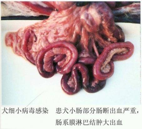 狗感染了细小病毒会有怎样的症状?-图1