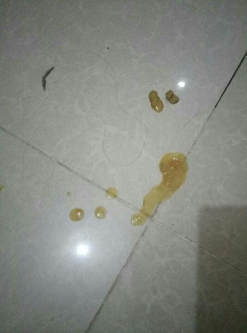 换狗粮狗狗突然拉屎比较稀怎么回事-图1