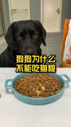 猫粮狗狗能不能吃-图1