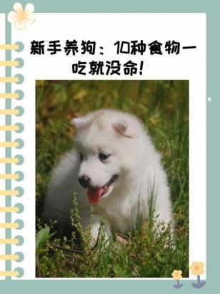 狗不小心吃了韭菜怎么办有事吗-图1
