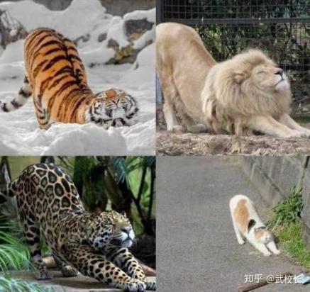 恐猫老虎会把猫当小老虎吗-图1