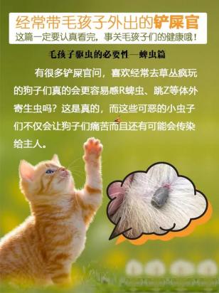 狗狗身上的蜱虫怎么来的-图1