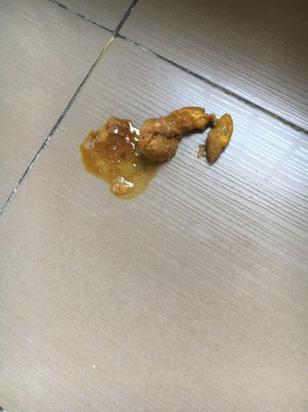 狗狗突然拉稀怎么回事儿-图1