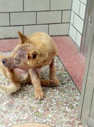 狗狗一直咬后腿和哼哼叫怎么办-图1