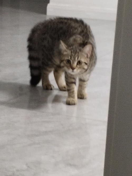 猫弓背什么意思-图1