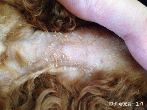狗狗掉毛一块一块的是什么原因-图1