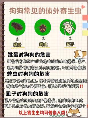 狗狗寄生虫有哪些种类-图1