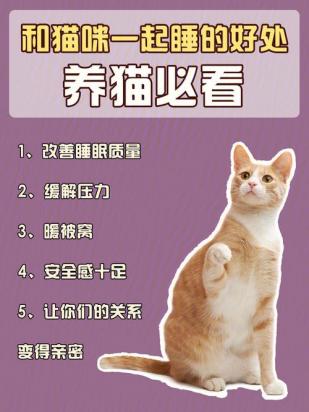 家里面养猫有什么好处-图1