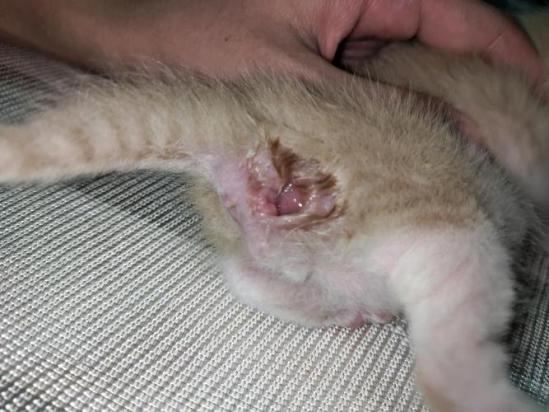 猫肛门腺破洞能自愈吗-图1