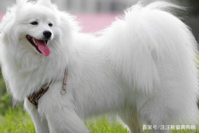 银狐犬属于什么档次-图1
