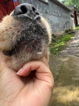 狗狗下巴长了好多小痘痘怎么回事-图1