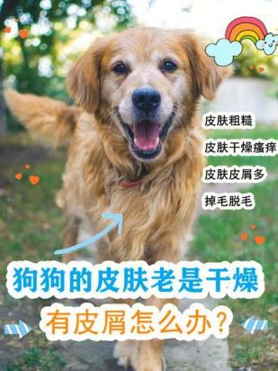 狗狗皮肤干燥能抹什么东西呢-图1