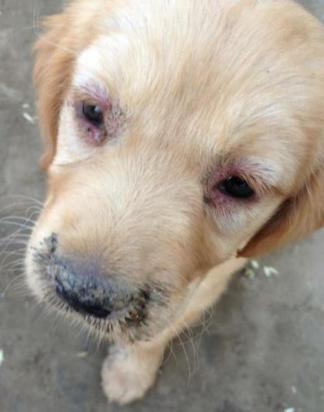 狗狗犬瘟初期怎么治疗最好-图1