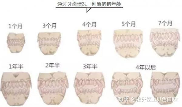 狗狗年龄牙齿对照表-图1