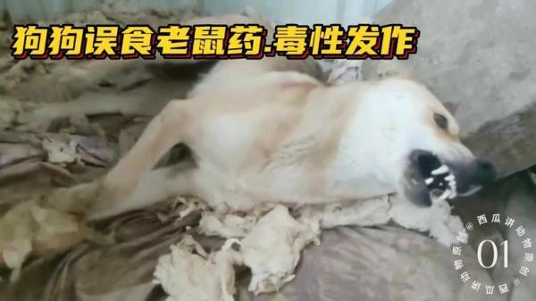 狗吃了老鼠药的后遗症