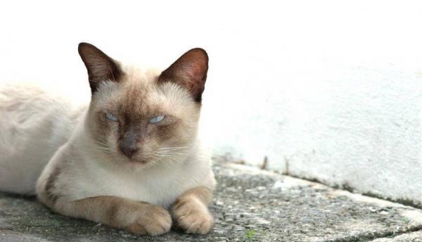 猫发情多久几天