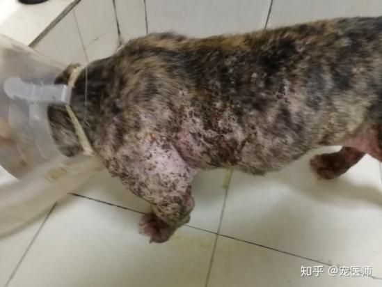狗狗得螨虫的症状是什么样子的-图1