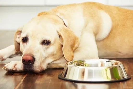 狗狗这几天食欲不好也没精神怎么回事呀-图1